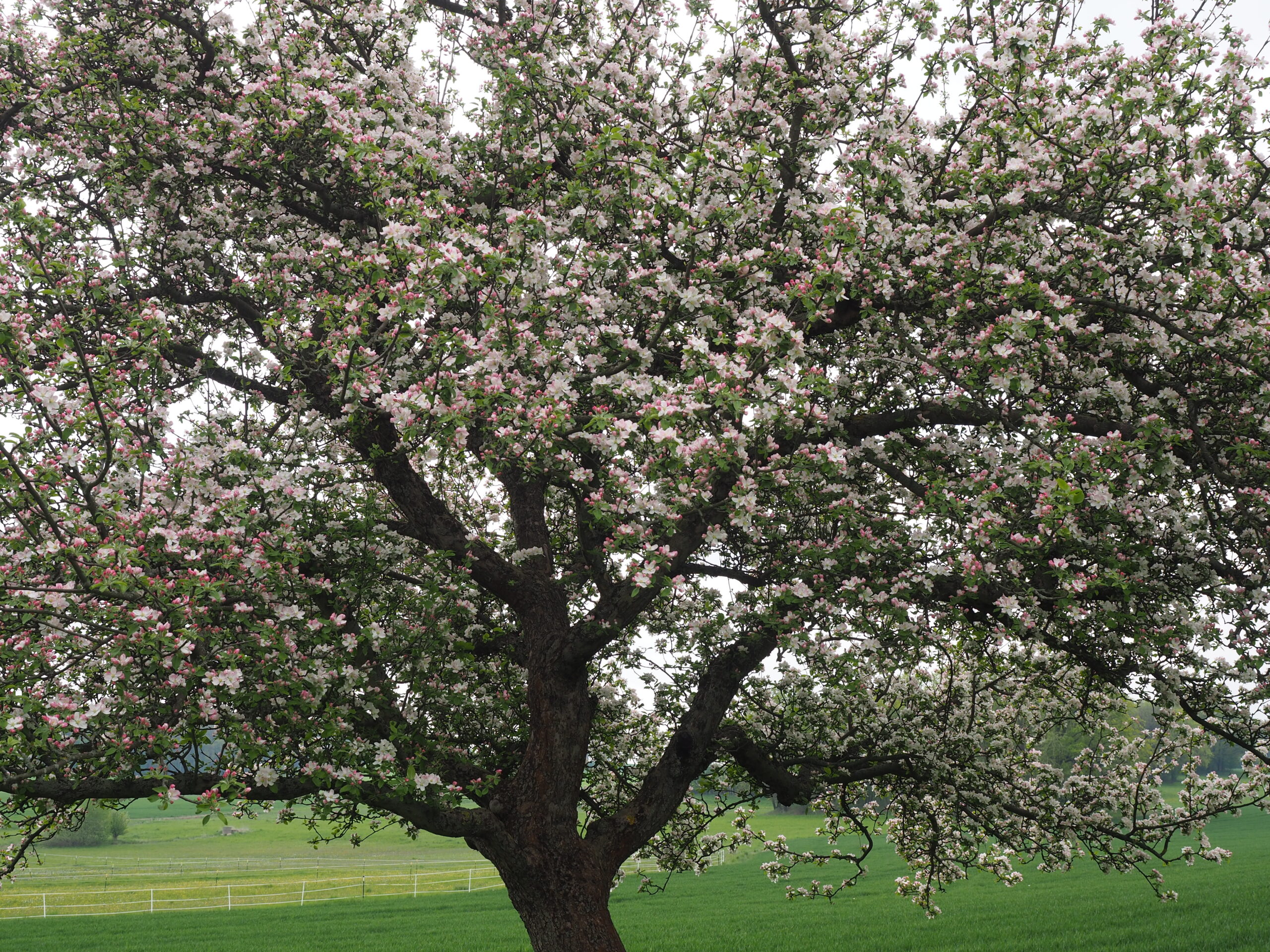 Blühender Apfelbaum auf einer Streuobstwiese in der Lausitz © SI (2022)