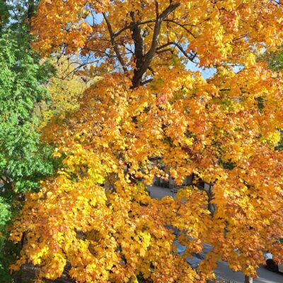 Herbst in Bautzen (Blick aus dem Institutsgebäude in der Bahnhofstraße 6)